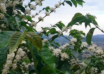 Two Farms - Espresso Blend - 2nd Edition