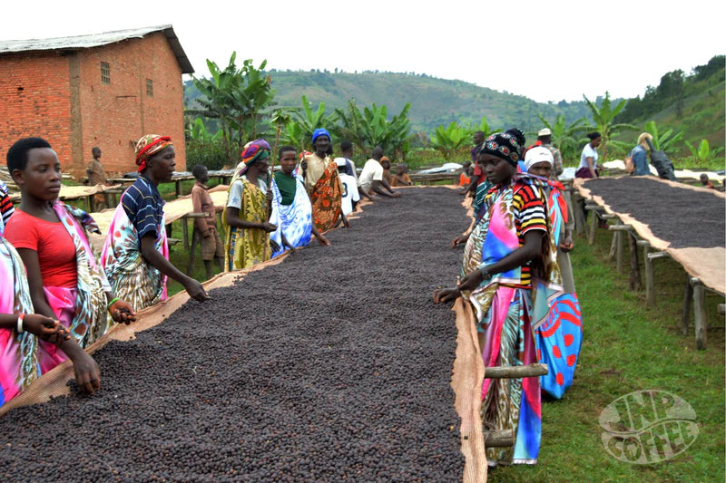 Burundi - Ntwari II Natural