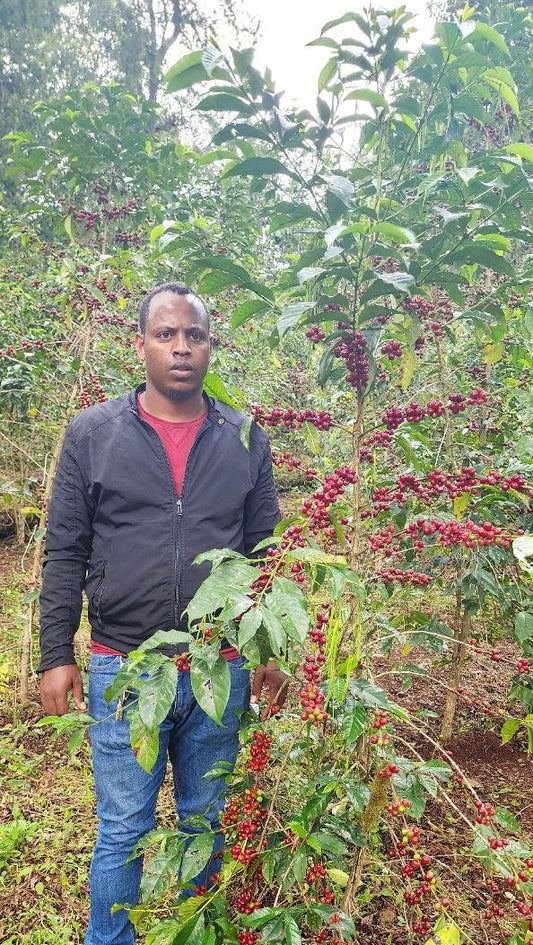 Ethiopia - Guji Natural -