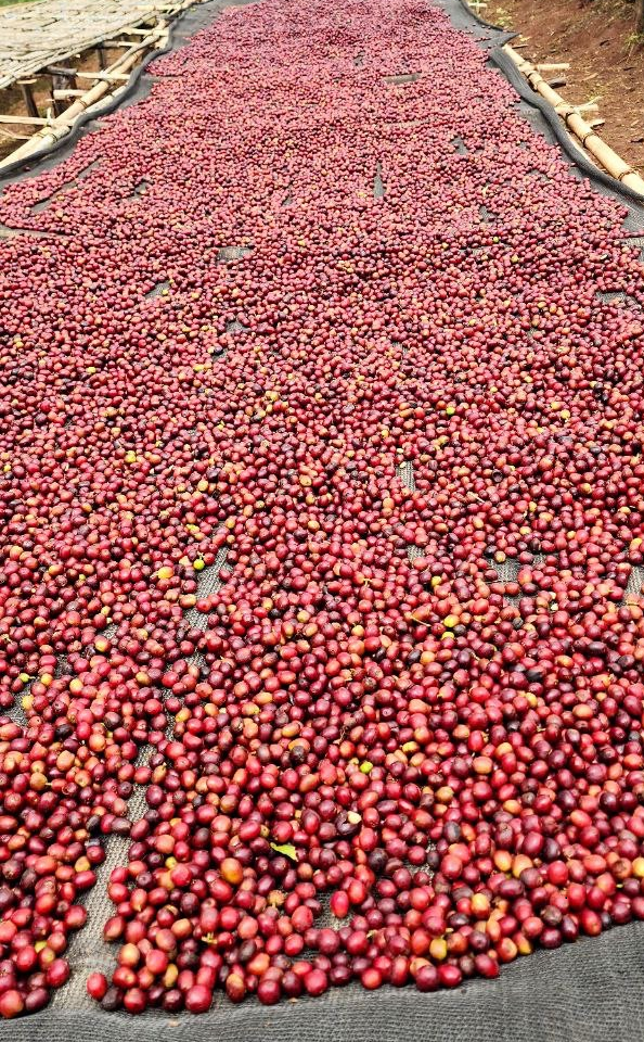 Ethiopia - Guji Natural -
