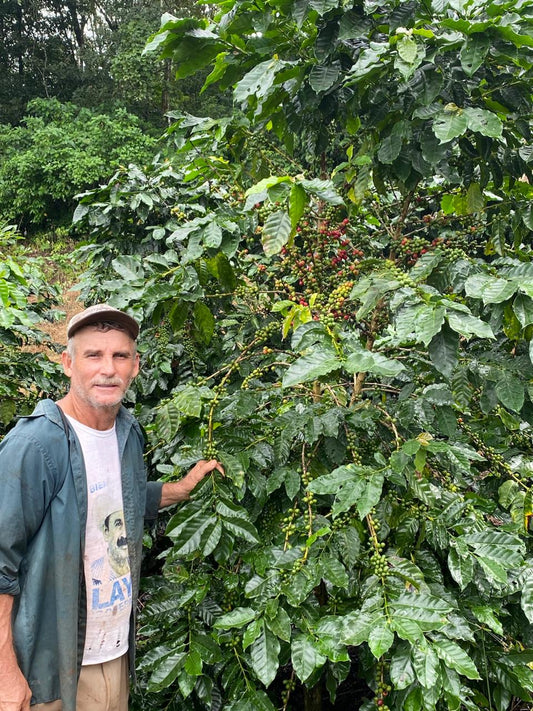 Mexico - Ramirez & Limon Families - Sarchimor Natural
